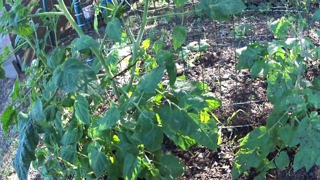 Моя любимая дача смотреть онлайн