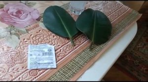 РАЗМНОЖЕНИЕ ФИКУСА ЭЛАСТИКА АБИДЖАН ВЕРХУШЕЧНЫМ ЧЕРЕНКОМ