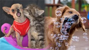 Старайтесь не смешить собак и кошек - Лучшее видео с самыми смешными животными!!!