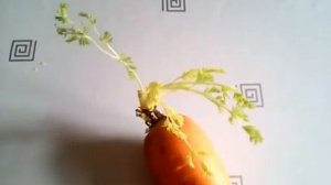 Не знаю, как хранить морковь в холодильнике, чтобы она не прорастала