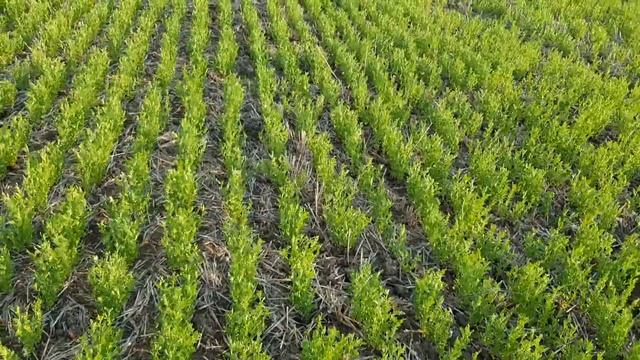Выращивание чечевицы. No-till 05.06.2018. Состояние посевов семенной чечевицы зеленой " Линза" смотреть онлайн