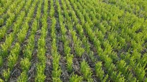 Выращивание чечевицы. No-till 05.06.2018. Состояние посевов семенной чечевицы зеленой " Линза"