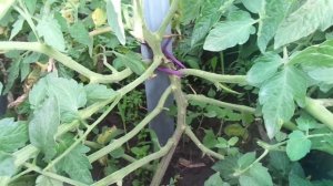 НЕПАСЫНКУЮЩИЕСЯ ТОМАТЫ В КОНЦЕ ЛЕТА - УДАЛЯТЬ ЛИ НОВЫЕ ПАСЫНКИ?