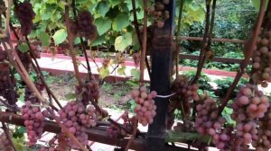 Виноград кишмиш Сомерсет сидлис.