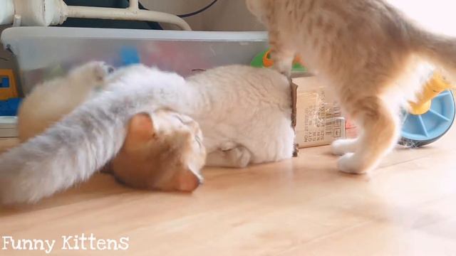 Чей домик ? 🐱 Котята и коробка 😆 Британские шиншиллы