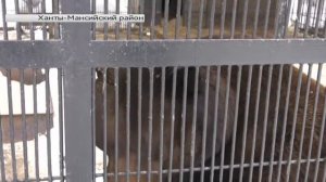 В Ханты-Мансийске готовятся к празднованию дня рождения медведя Степана