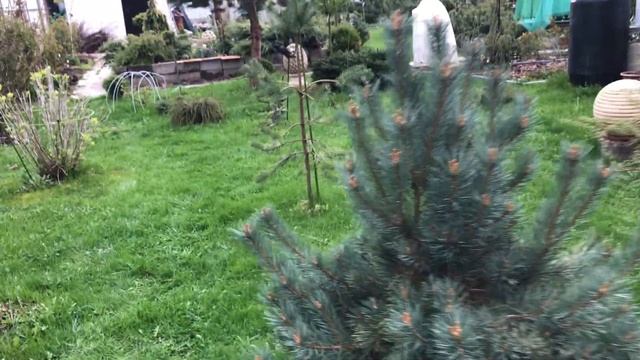 Весенние розы в хвойном саду Надежды