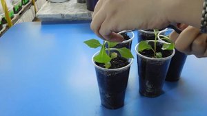 ПРИЩИПКА РАССАДЫ ГЕОРГИНОВ ! УВЕЛИЧЕНИЕ ЦВЕТЕНИЯ !