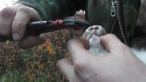 САБЛЕЗУБЫЙ КРОЛИК ПОДРЕЗАЮ ЗУБЫ