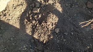 Посадка саженца винограда в тяжёлый грунт (глина)
