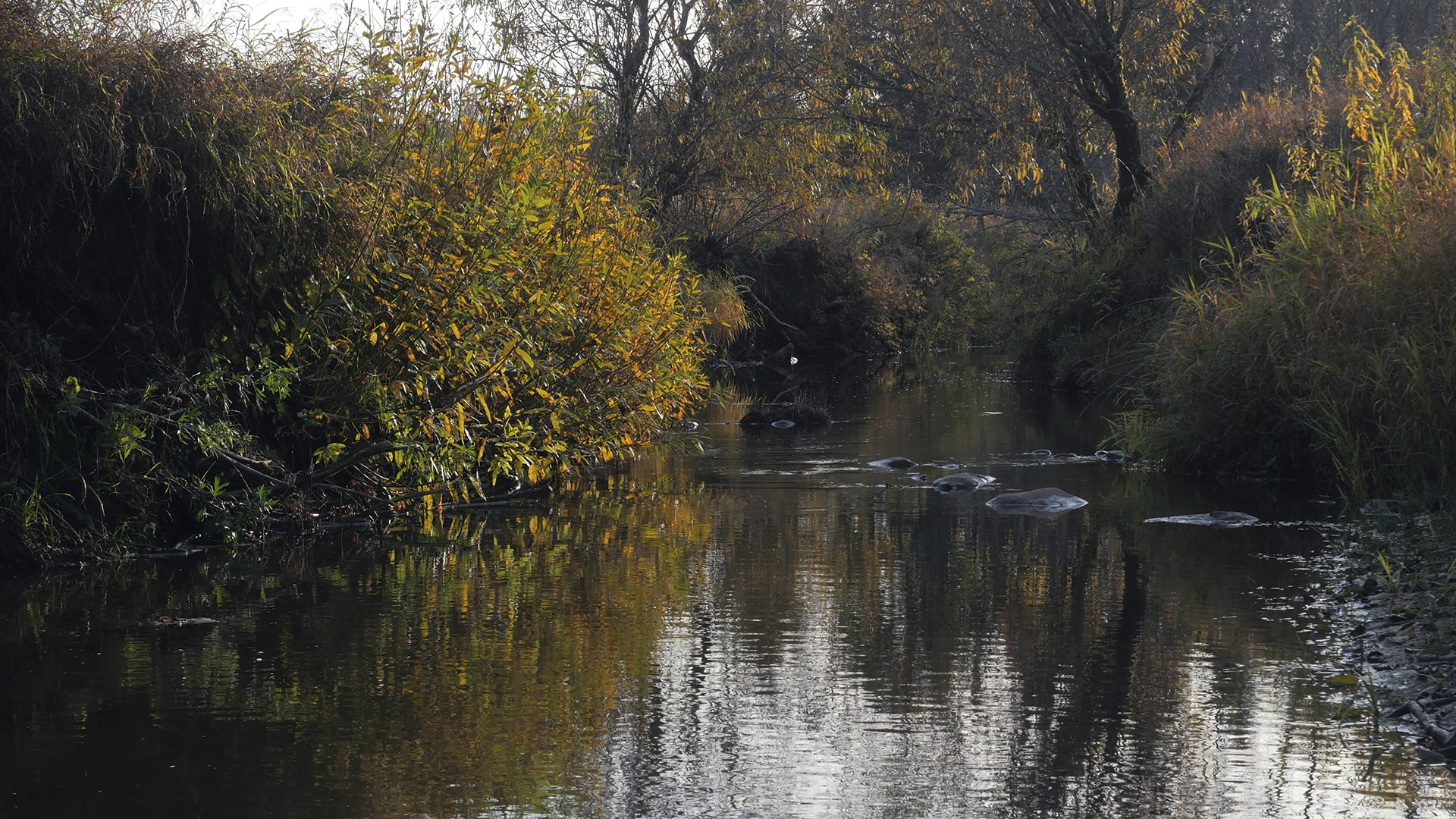 Река жизни. Туман над рекой. Стих утро никитин. Тихо дремлет река стих. Тихо шумит речка быстрая засыпала деревня.