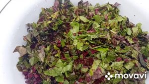 Чем полезна свекольная ботва и  её противопоказания.