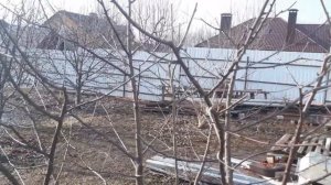 Как из вишнёвого КУСТА вырастить ДЕРЕВО.