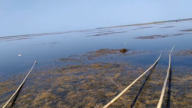 Sazan balığının ən SEVİMLİ yemlərindən biri / Sarısuda Balıq əti ilə ÇƏKİ (Sazan) ovu смотреть онлайн