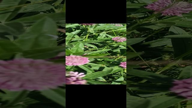 Клевер смотреть онлайн