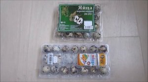 Инкубация перепелиных яиц из магазина. Часть1