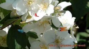 Жасмин садовый Дам Бланш ? садовый жасмин Дам Бланш обзор: как сажать, саженцы жасмина Дам Бланш