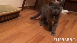Прикольные британские коты. Кот Маркиз не умеет закапывать песок.