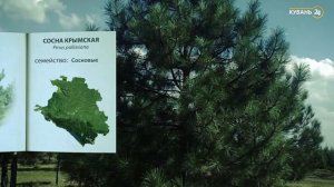 «Красная книга Кубани». Сосна крымская