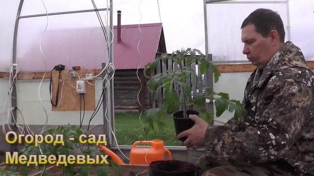 Томаты в рукавах - ранняя высадка смотреть онлайн