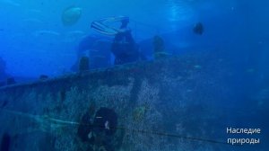 Чему мы можем научиться у океана? Раскрытие секретов синих глубин.