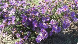 Астра многолетняя Блу Букет