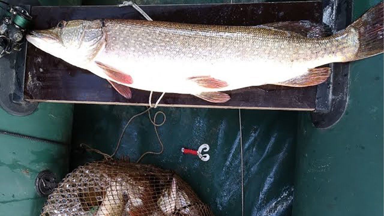 ХОТЕЛ УЖЕ СОБИРАТЬСЯ ДОМОЙ, НО ТУТ НАЧАЛОСЬ!!! ПЕРВЫЙ ТРОФЕЙ. РЫБАЛКА НА СПИННИНГ. РЫБАЛКА НА ЩУКУ смотреть онлайн