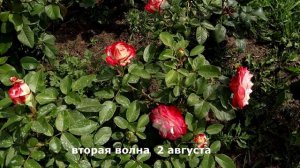 Обильно и пышноцветущая - роза Юбилей принца Монако, обзор, отзывы! Jubile Prince Monaco!