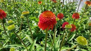 Coneflower (Echinacea Sweet Chili) // Exotic Double Flowers on Shorter, Compact, Sturdy Plants