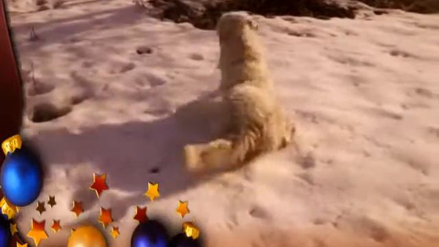 Мареммо-абруццкая овчарка по имени Макс. смотреть онлайн