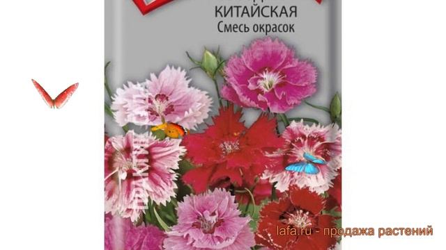 Гвоздика китайская Смесь окрасок (smes okrasok) ? обзор: как сажать, семена гвоздики Смесь окрасок смотреть онлайн
