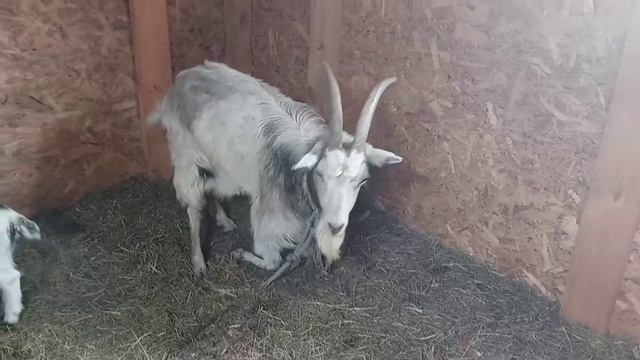 Готовим у деда Матвея. смотреть онлайн