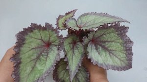 Небольшой обзор моих декоративно-лиственных бегоний