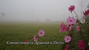Совместимость знака ДРАКОН - лучшая пара