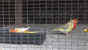 Певчие попугаи. Song parrots.