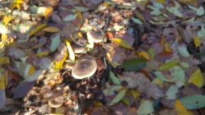 Lejkówka szarawa (Clitocybe nebularis)