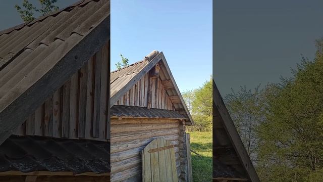 Британка и скворечник ?#британскаякошка #животные