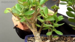 Бонсай Лес из крассул (ч.2).