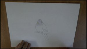 Как нарисовать голубя?️  Рисуем с Denom