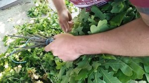 Веники для бани, когда и как делать. Пошаговая инструкция от А до Я!!!