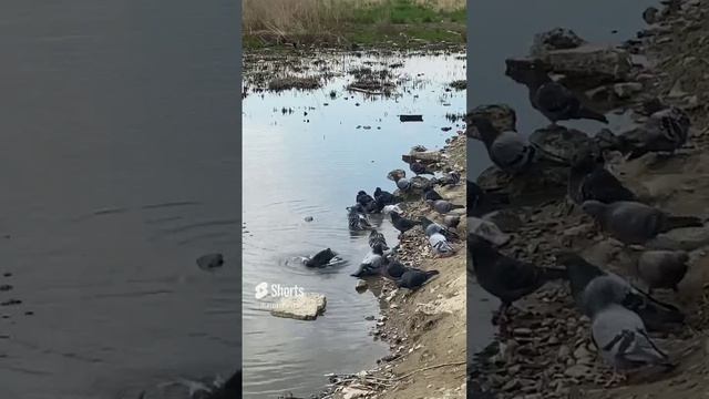 Купание голубей или как моются голуби. Голуби в Шушарах.