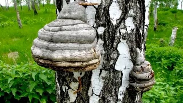 Чага - Полезные свойства и применение березового гриба чаги