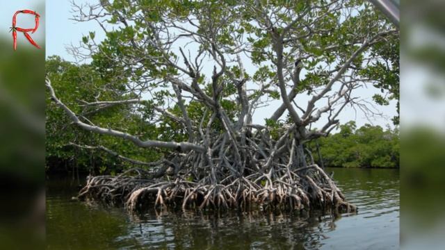 Самые НЕОБЫЧНЫЕ ДЕРЕВЬЯ планеты (Часть 2) смотреть онлайн
