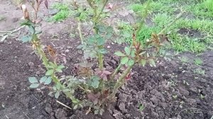 Не растёт молодая роза?Подкормки роз для цветения,рукотворные бордюры в розарии