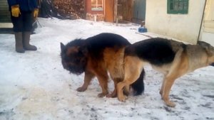 Контрольная Вязка немецкой овчарки
