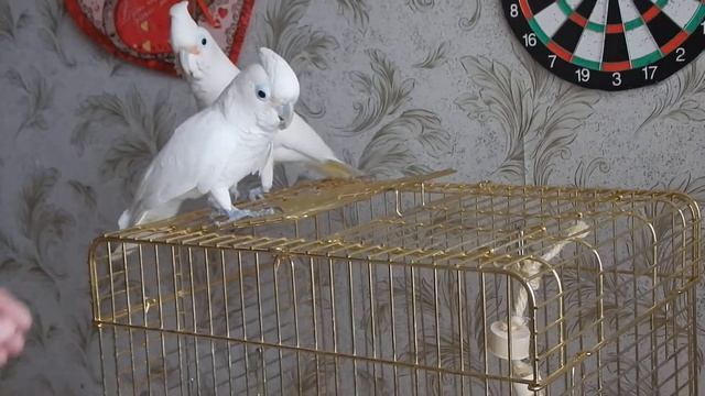 Какаду Гоффина. Парнишка красуется смотреть онлайн