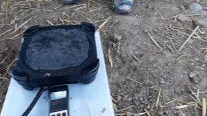 джерсийский гигант 4 месяца