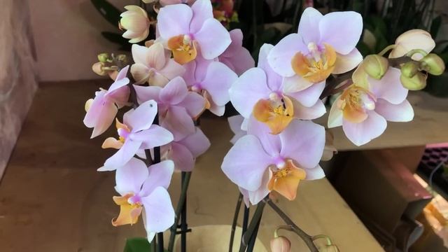 ? ПРОДАЖА ОРХИДЕЙ. 29.09.21 Тайсуко кобольд, Будда, Каскады. Орхидеи почтой. Купить орхидею. смотреть онлайн