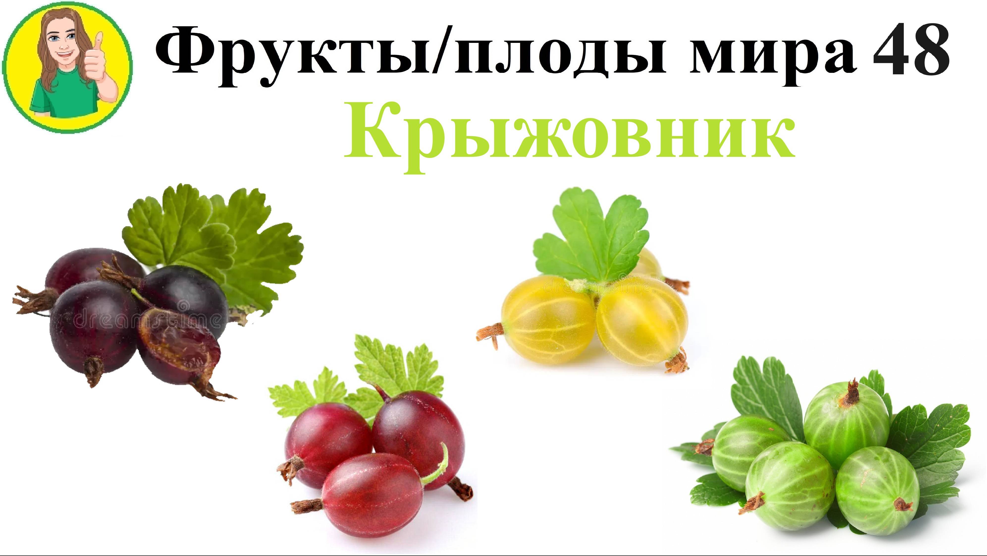 Фрукты - плоды мира 48 – Крыжовник Сыроедение Фрукторианство