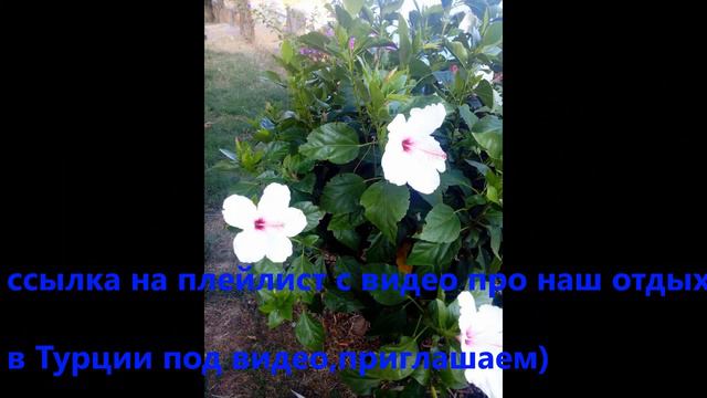 Турция☀️🌅/Природа Турции🌴🌴🌴/Алания